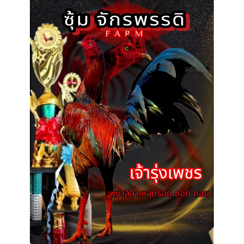 ไข่ไก่ชนพม่า เจ้ารุ่งเพชร พม่าลีลา  มีเหลี่ยมมีแข้งหน้า