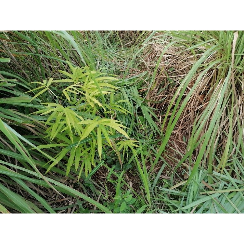 ตะไคร้หอม [ตัดสดทั้งต้นใบเป็นกิโลกรัม]: [ไร้สารเคมี:Organic] : Cymbopogon nardus [สำหรับสกัดน้ำหอมระเหย หมักยาไล่แมลง] ราคา ถูกที่สุด ดีลบีเคเค แกลเลอรีภาพที่ 9