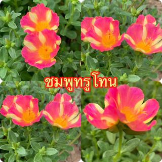 คุณนายตื่นสายมีให้เลือก 60สี สีละ10 กิ่ง 20฿รับประกันกิ่งสมบูรณ์ กิ่งสวยกิ่งใหญ่ สนใจสอบถามได้นะคะ