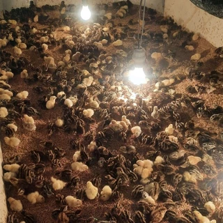 ไข่เชื้อนกกระทา 30 ฟอง สดใหม่ทุกวัน นำไปฟักในตู้ฟักไข่ ชุดทดลอง