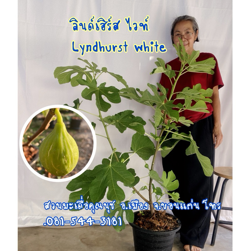 ต้นมะเดื่อฝรั่งลินเฮิร์ส ไวท์ กระถาง12“ ต้นใหญ่ติดผลแล้ว ขอดูรูปต้นจริงได้ค่ะ /lyndhurst white figs tree 12”potted