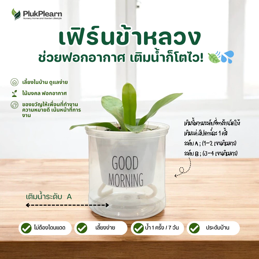 ต้นไม้ ฟอกอากาศ แต่งโต๊ะคอม ไม้มงคล กระถางรดน้ำอัตโนมัติ thumbnail 8