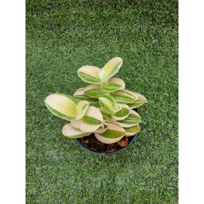 ต้นสายใยรักด่างขาว [ Tradescantia sillamontana variegated ] ในกระถาง2"