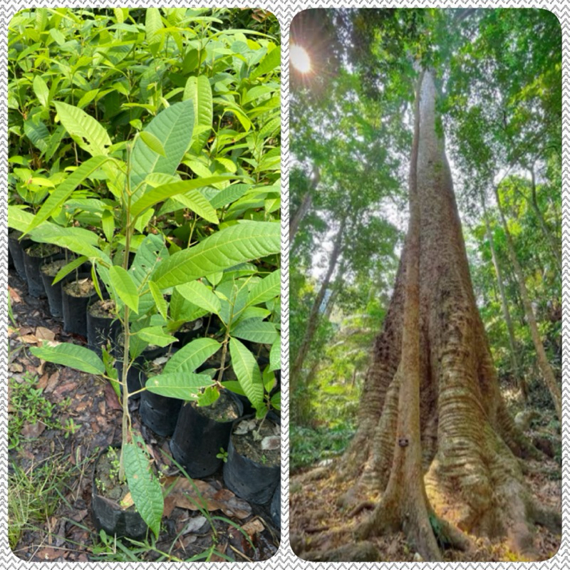 ต้นกระบาก (สูง 50-70cm) ไม้ป่าหายาก ไม้เนื้อแข็ง ลำต้นใหญ่ ไม้โบราณ ต้นแข็งแรง พร้อมปลูก