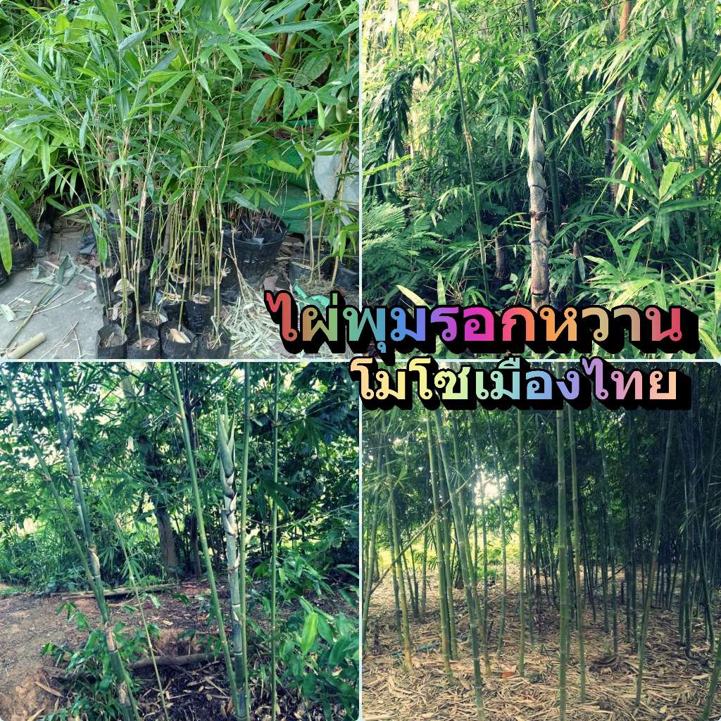ไผ่พุมรอกหวาน พุมรอก โมโซเมืองไทย ( Bambusa Farinasia ) ต้นเพาะเมล็ด หน่อทานดิบได้ ขึ้นเป็นลำเดี่ยว 