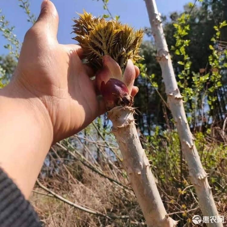 (รับ1ต้น)(แบบล้างราก) ผักหวานป่า ผักหนามเกาหลี 🏡ไม้จีนนำเข้า - รูปที่ 6