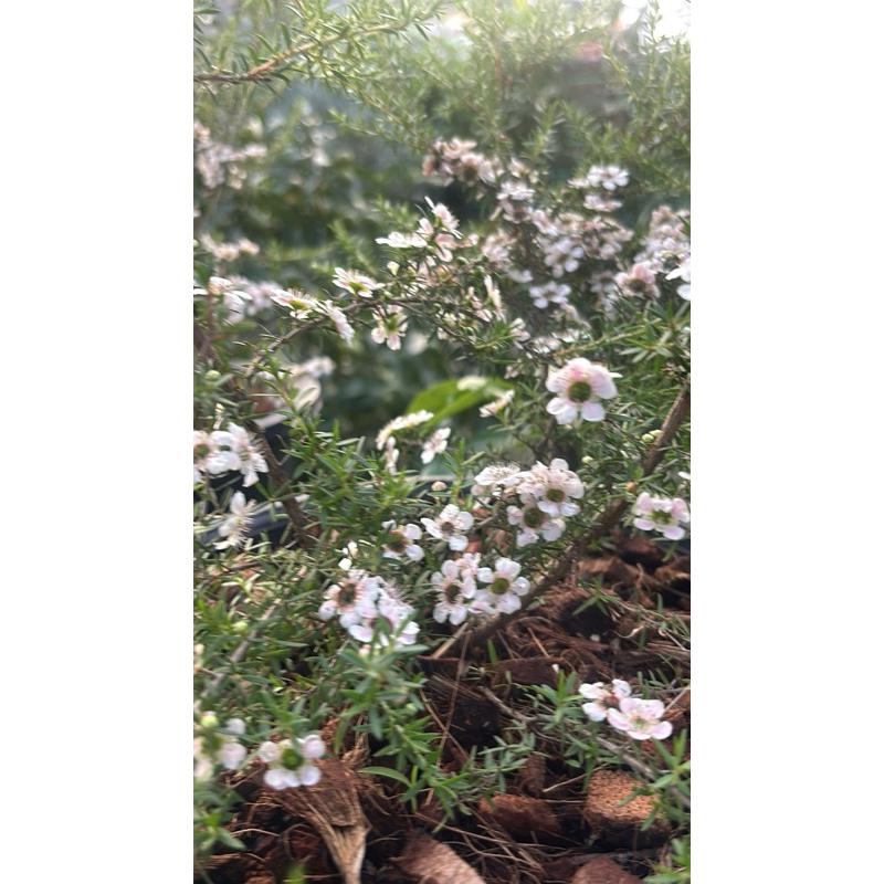 #ต้นมานูก้า ดอกสีขาว #Manuka White Manuka / Leptospermum scoparium กระถาง 15 นิ้ว แข็งแรง ไม้ในไทย