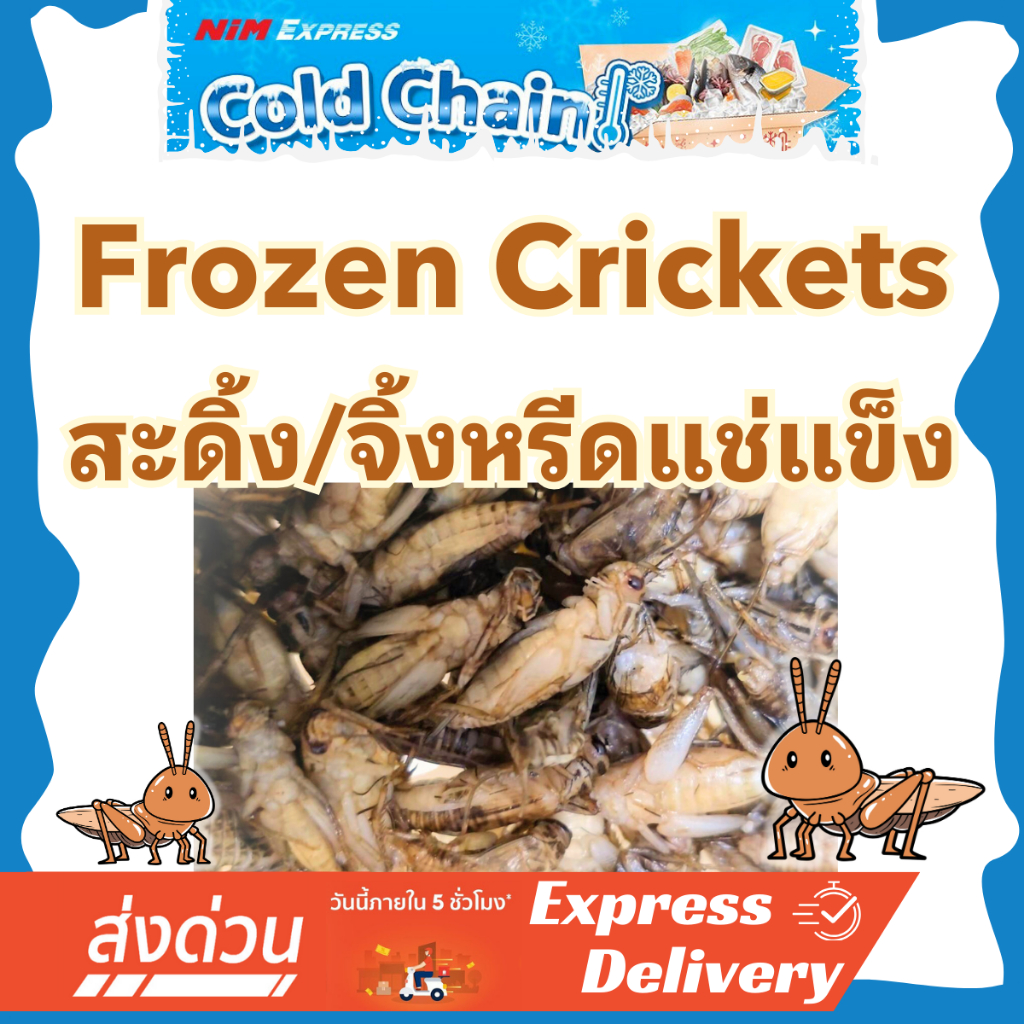 [ส่งทันที] สะดิ้งแช่แข็ง อาหารสัตว์ สัตว์กินแมลง Exotic โปรตีนสูง สำหรับชูก้าไกรเดอร์ ตุ๊กแก กบ