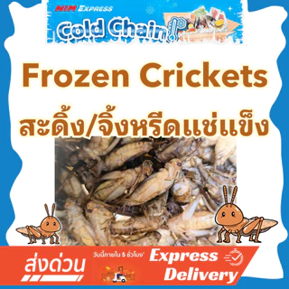 [ส่งทันที] สะดิ้งแช่แข็ง อาหารสัตว์ สัตว์กินแมลง Exotic โปรตีนสูง สำหรับชูก้าไกรเดอร์ ตุ๊กแก กบ