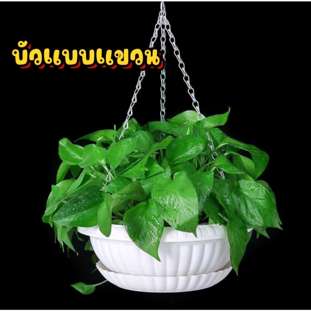 กระถางบัวแบบแขวนพลาสติก พร้อมส่ง