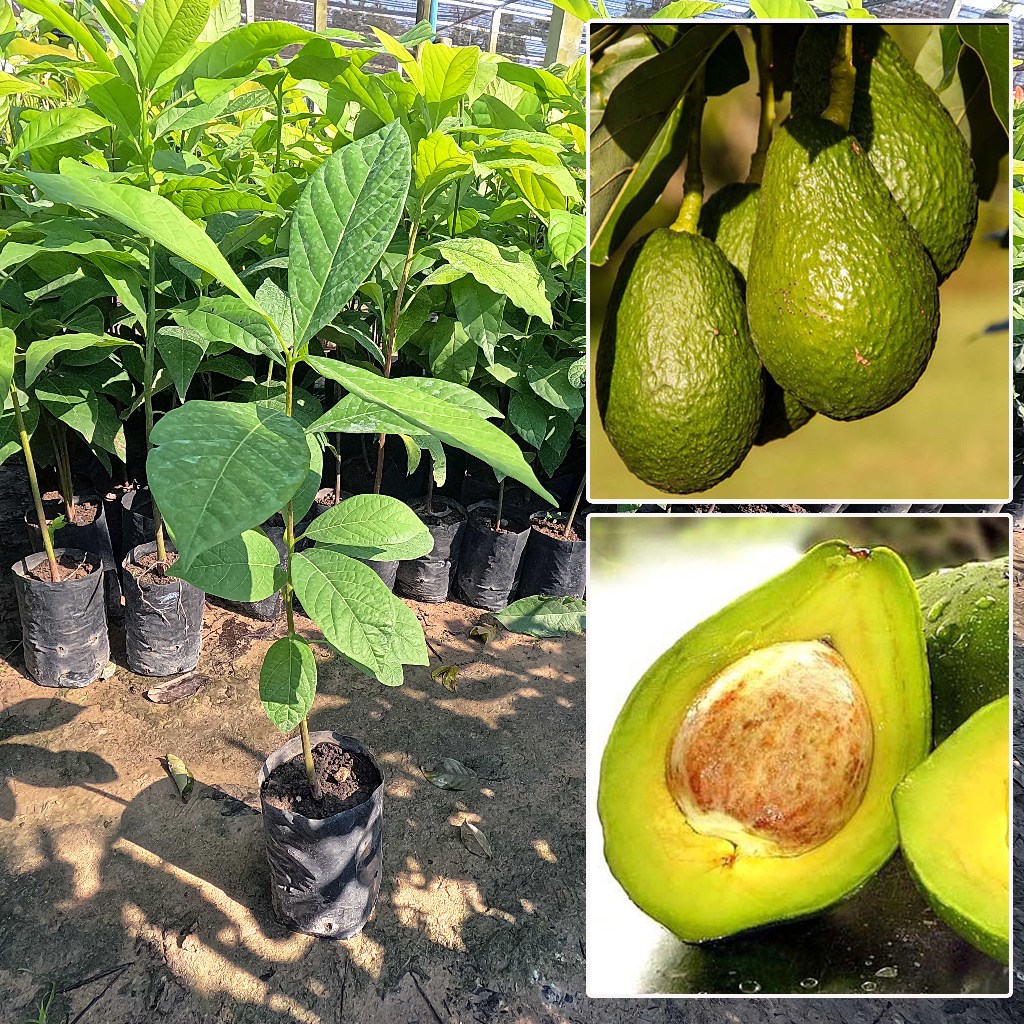 ต้นอะโวคาโด พันธุ์บัคคาเนีย034 ( เพาะมล็ด ) ต้นสูง 80-90 ซม. ต้นใหญ่ แข็งแรง พร้อมปลูก