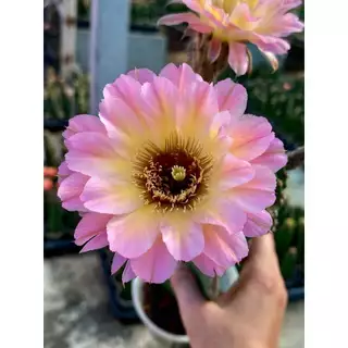 [เด็ดสดไม่มีราก]อิชินอปซิส / โลบิเวีย หน่อแคคตัส กระบองเพชร Lobivia / Echinopsis