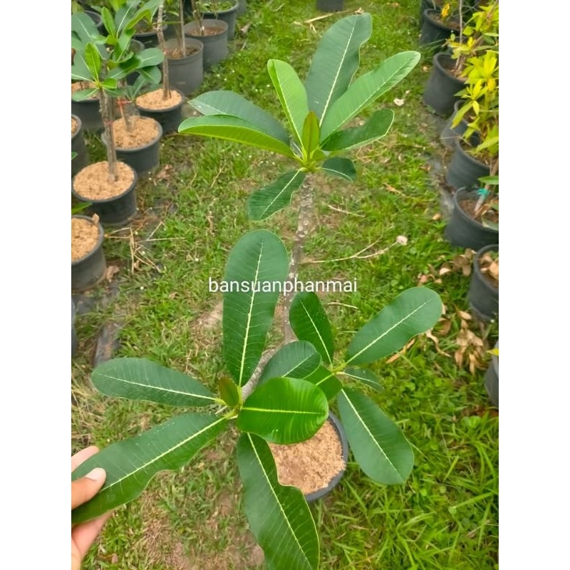 ต้นลีลาวดีดอกสีขาว ต้นกิ่งชำ สูง 70-100 ซม. กระถาง 10 นิ้ว – โปรปัง