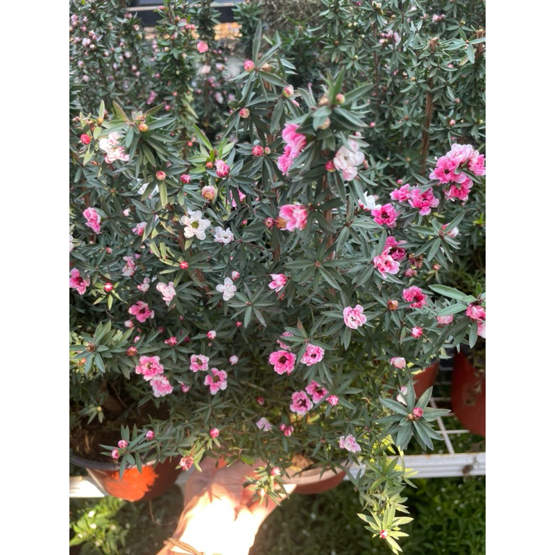 ต้นมานูก้าดอกชมพูขาว กระถาง 8