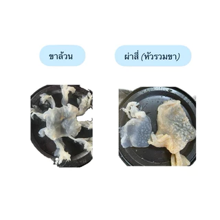 แมงกระพรุนล้างจืด 1200กรัม(หัวรวมขาติดกัน)