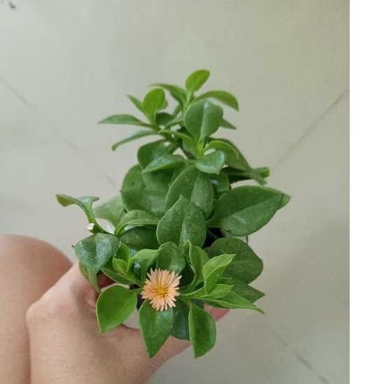 เบบี้โรส(baby rose)ดอกสีแดงชมพู/ส้มอ่อน - รูปที่ 2