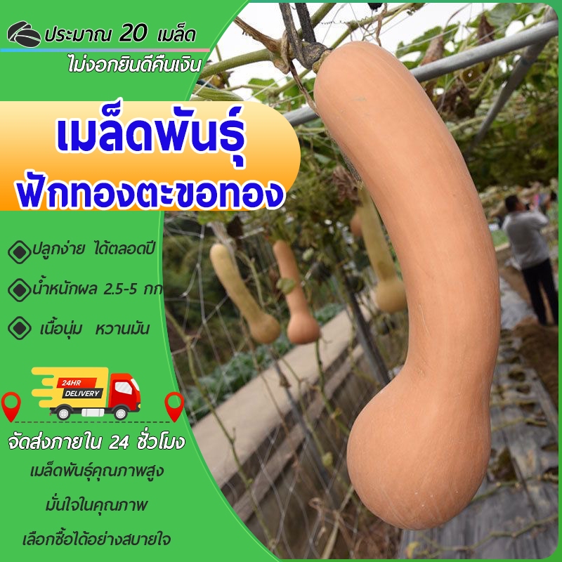 20 เมล็ดเมล็ดพันธุ์ฟักทองตะขอทอง เมล็ดฟักทองบัตเตอร์นัทเมล็ดฟักทองฟักทองตะขอทอง งอกง่ายผลดกลูกใหญ่