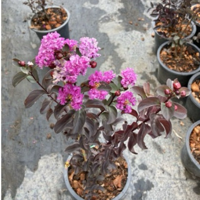 ต้นยี่เข่งดอก(สีม่วง)ไม้มงคล  45-60cm