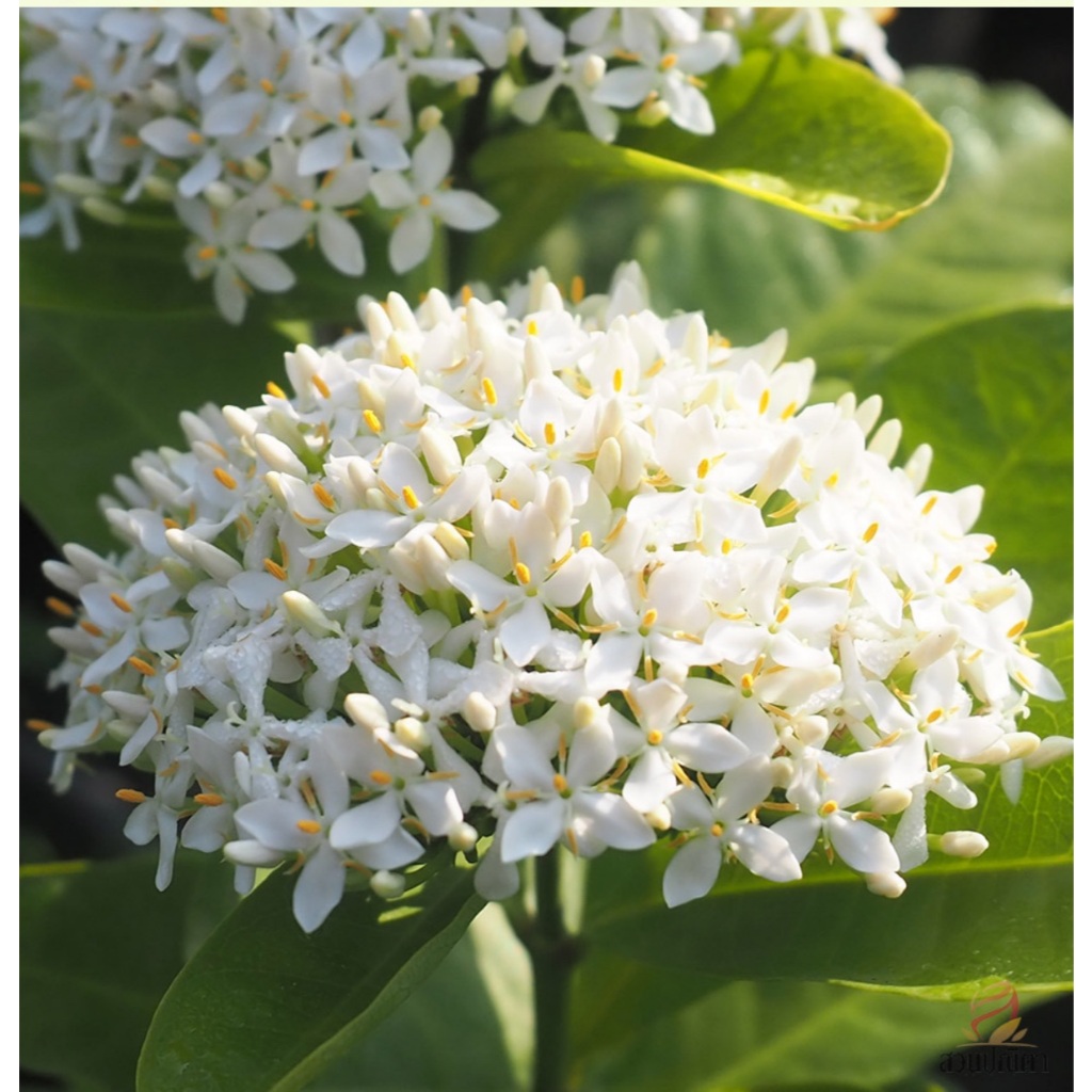 ต้นเข็มพวงขาว (Siamese white ixora) ไม้พุ่มเตี้ยทรงพุ่มกลม ดอกหอมออกดอกตลอดปี ร้านต้นไม้ Patsorntree