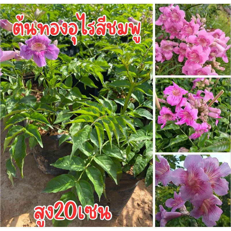 ต้นทองอุไรสีชมพู ต้นสูง20-30เซน พร้อมส่งพร้อมปลูก