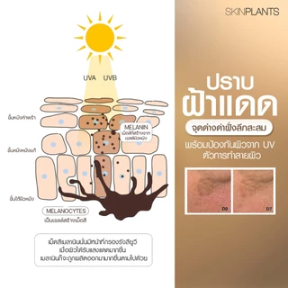 SKINPLANTS Vc Gold Serum 15 ml. เซรั่มลดฝ้า กระ จุดด่างดำ