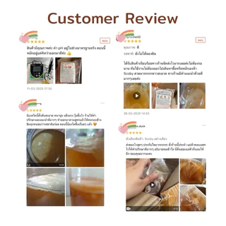 Scoby Kombucha หัวเชื้อ หมักคอมบูชา รสกลมกล่อม พร้อมคำแนะนำ
