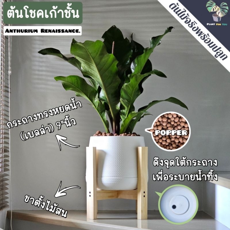 9️⃣ต้นโชคเก้าชั้น (Anthurium 'Renaissance') ต้นใหญ่ พร้อมกระถาง+เม็ดPopper+ขาตั้ง