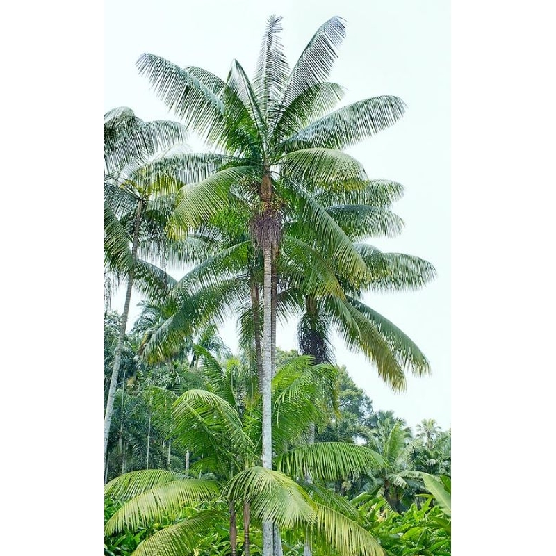 ปาล์มชานิโคบาร์ Rhopaloblaste augusta ขายเมล็ดพันธุ์ 1 ชุด 50 บาทบรรจุ 200 เมล็ด(น้ำหนัก 240 กรัม)