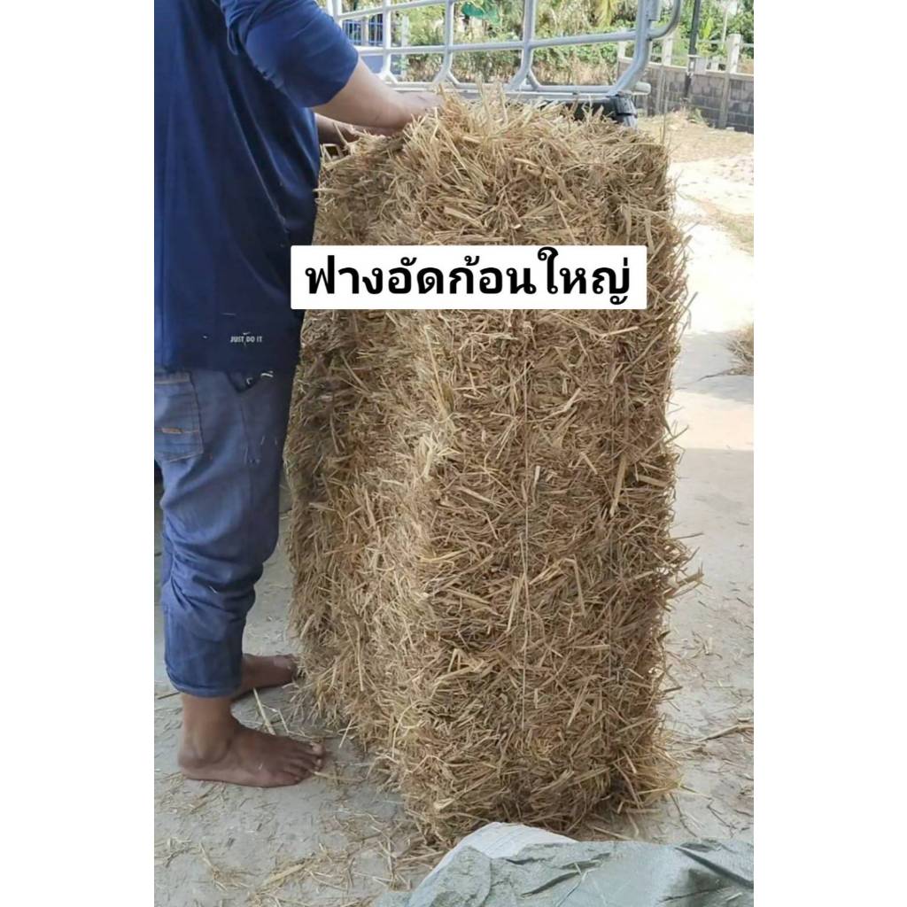 ฟางแห้งอัดก้อนใหญ่ ฟางข้าวนาปี ฟางเพาะเห็ด