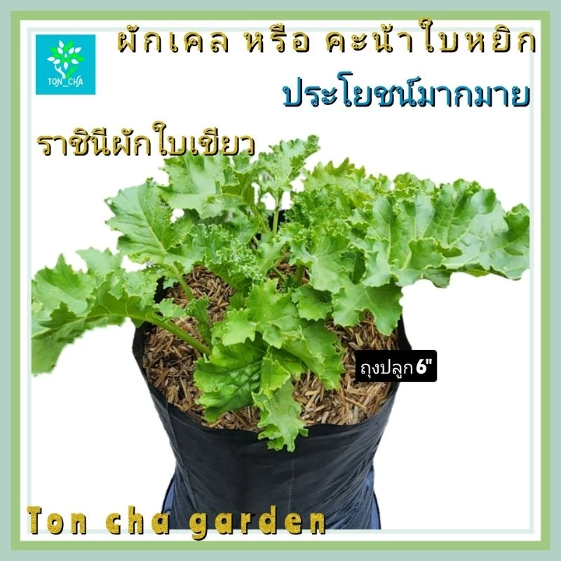 ต้นผักเคล (Kale) หรือ ผักคะน้าใบหยิก ปลูกในถุงเพาะชำ 6 นิ้ว ต้นใหญ่ พร้อมจัดส่ง