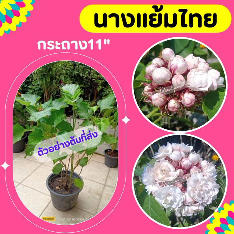 ต้นนางแย้มไทย ไม้โบราณ ดอกหอม กระถาง 11 นิ้ว