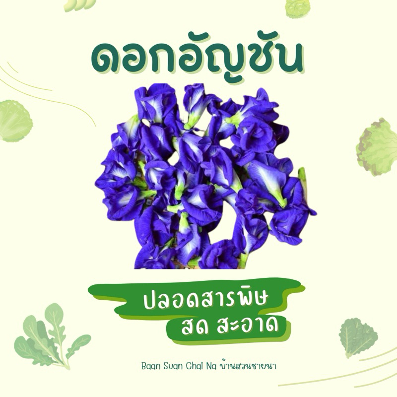 ดอกอัญชันสด 🌸ปลอดสารพิษ – สดใหม่จากสวนทุกวัน เก็บตามออเดอร์ ใช้ประโยชน์ได้หลากหลาย 💙