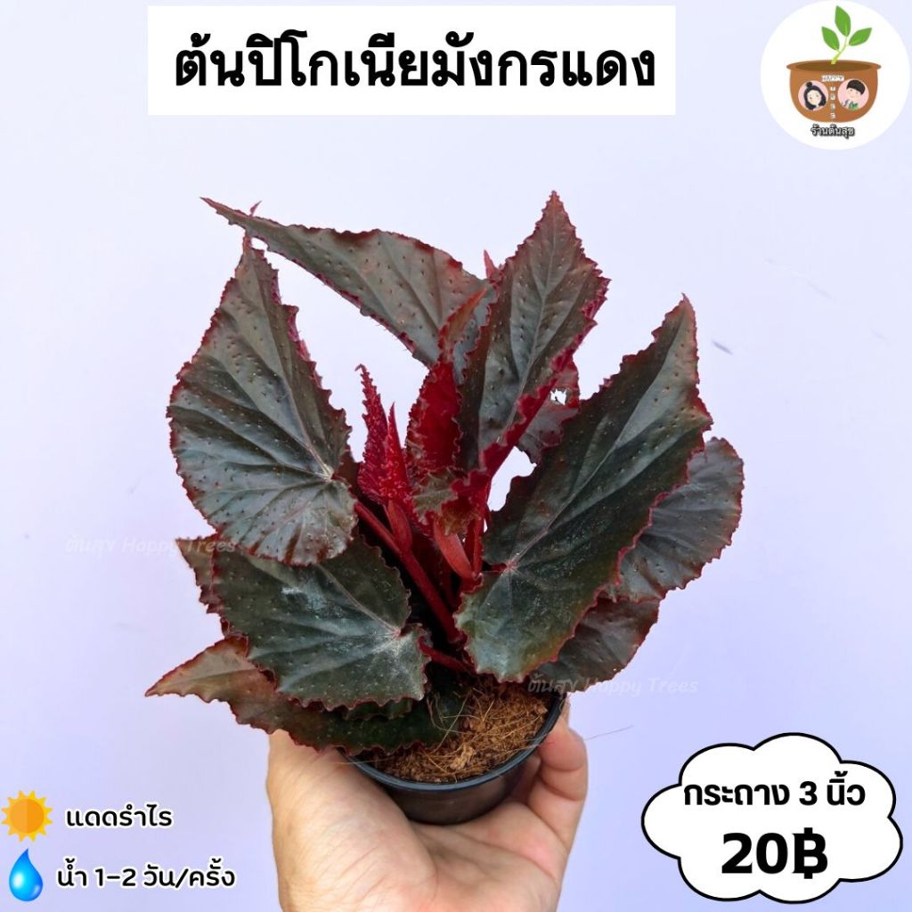 ต้นปิโกเนียมังกรแดง จัดส่ง 2 ต้นขึ้นไป คละแบบได้