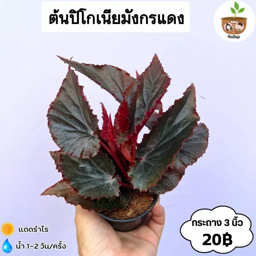 ต้นปิโกเนียมังกรแดง จัดส่ง 2 ต้นขึ้นไป คละแบบได้