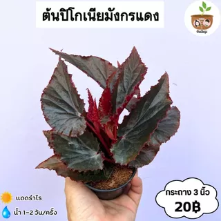 ต้นปิโกเนียมังกรแดง จัดส่ง 2 ต้นขึ้นไป คละแบบได้