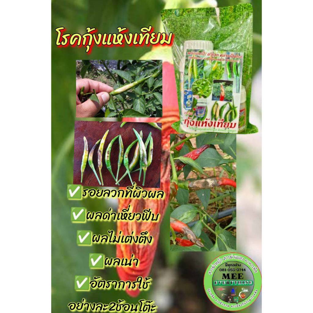 โรคกุ้งแห้ง กุ้งแห้งเทียม พริก ผิวผลเปื่อย ด่างขาว ผิวลวก ผลฟีบ ไส้กลวง ฮิตไลน์+เวจิ้น หายทันเก็บขาย💥