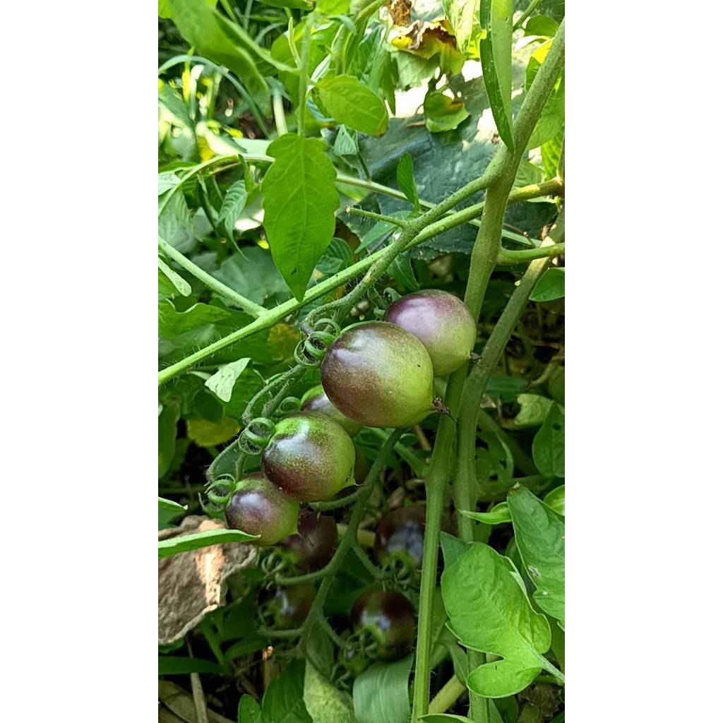 ต้นพันธุ์ มะเขือเทศดำ มะเขือเทศเชอรี่สีดำ ถุงดำพร้อมปลูก 29บาท  black tomato มะเขือเทศม่วง