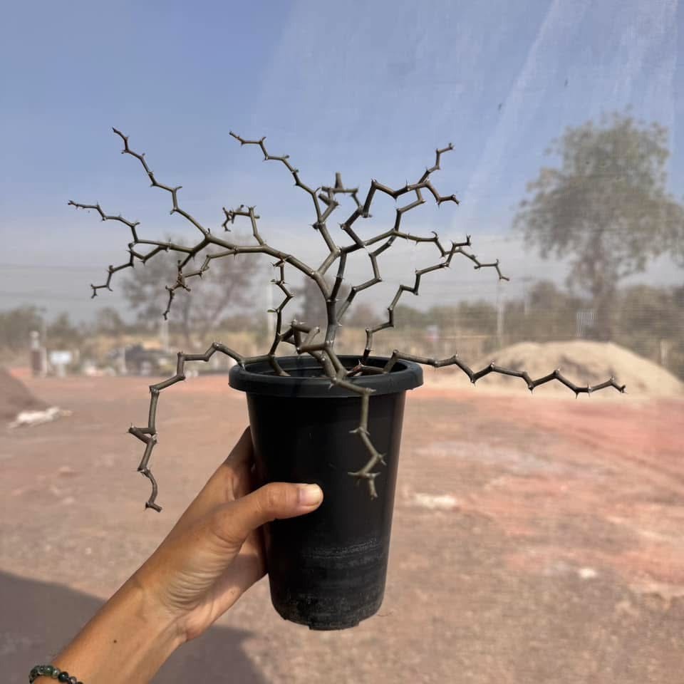 Decarya madagascariensis ซิกแซก  .Rare Item,ไม้หายาก,ไม้สะสม มีกิ่งตัดสดให้ลองชำค่ะ - รูปที่ 6