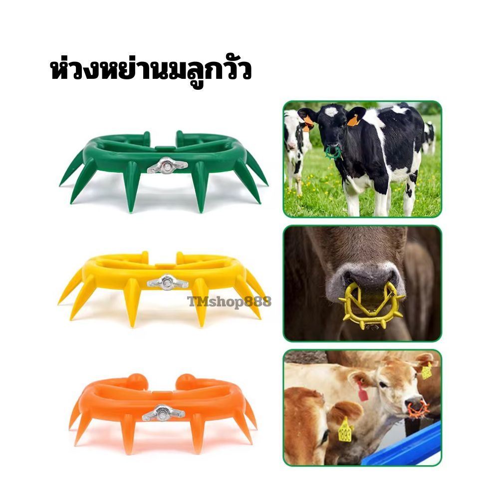 ห่วงหย่านมวัว พลาสติก ขนาดมาตฐาน ใช้สำหรับหย่านมลูกวัว สีเหลือง ส้ม
