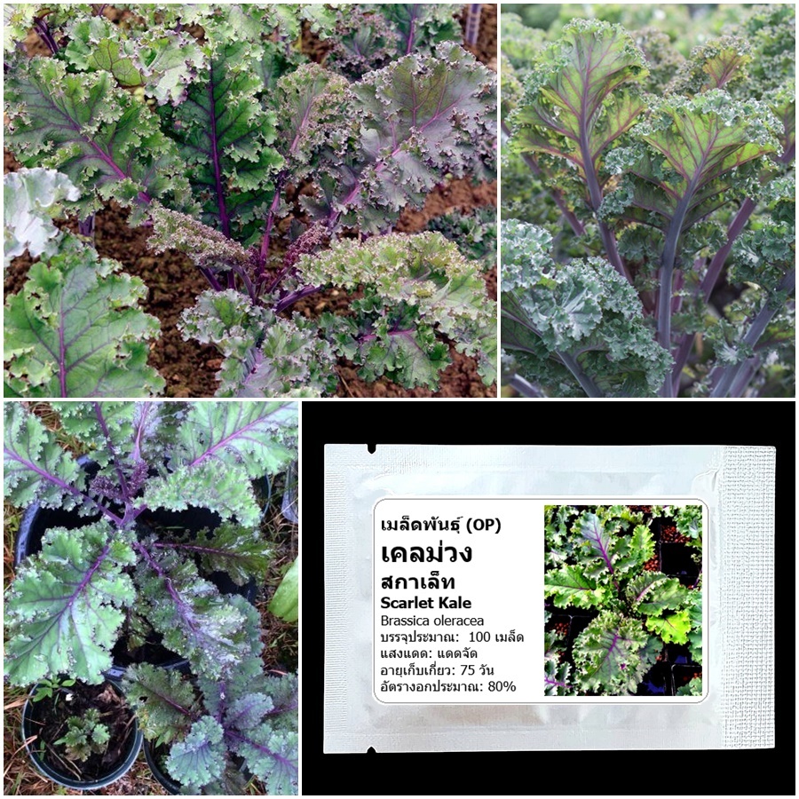 เมล็ดพันธุ์ เคลม่วง สกาเล็ท Scarlet Kale Seed บรรจุ 100 เมล็ด คุณภาพดี ของแท้ 100%