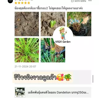เมล็ดพันธุ์แดนดิไลออน Dandelion บรรจุ250เมล็ด อัตราการงอกสูง