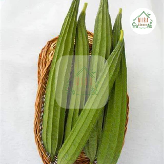 เมล็ดพันธุ์บวบเหลี่ยม 5 เมล็ด