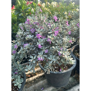 ต้นนีออนคอมแพคใบเงินตัวใหม่ใบสวยดอกดก