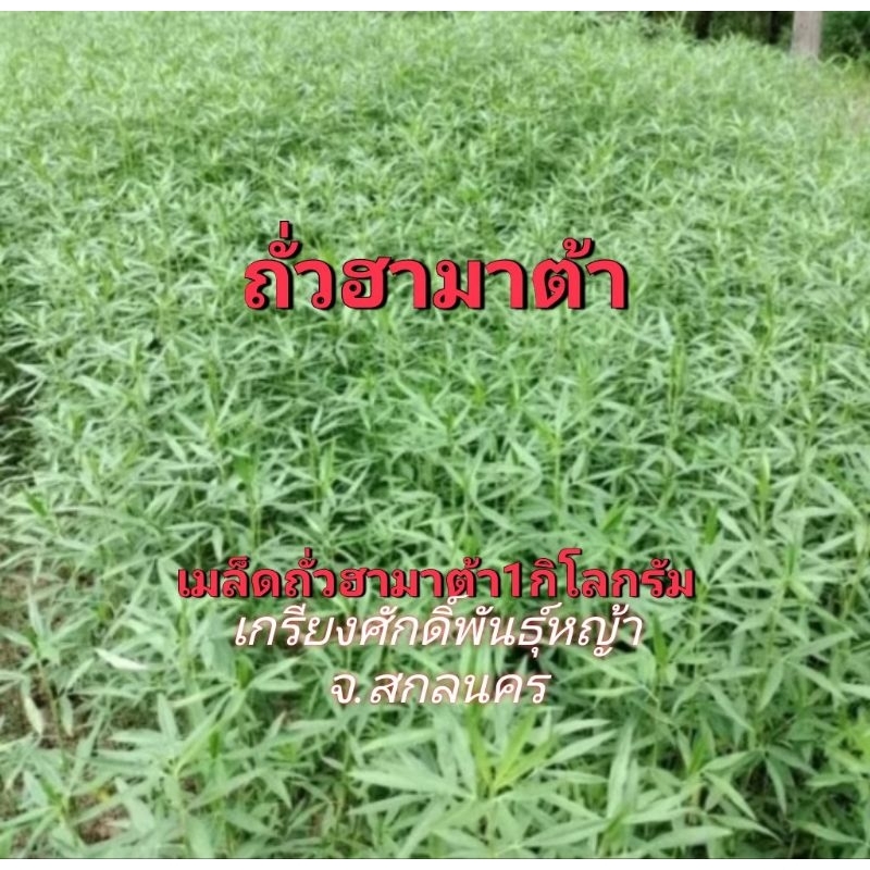 #เมล็ดถั่วฮามาต้า 1 กก. รับประกันการงอก #ถั่วฮามาต้า #เกรียงศักดิ์เมล็ดและท่อนพันธุ์หญ้าอาหารสัตว์