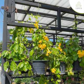 Treeno.9 T353 เหลืองชัชวาล (Cat’ Claw Creeper) กระถาง 8 นิ้ว…