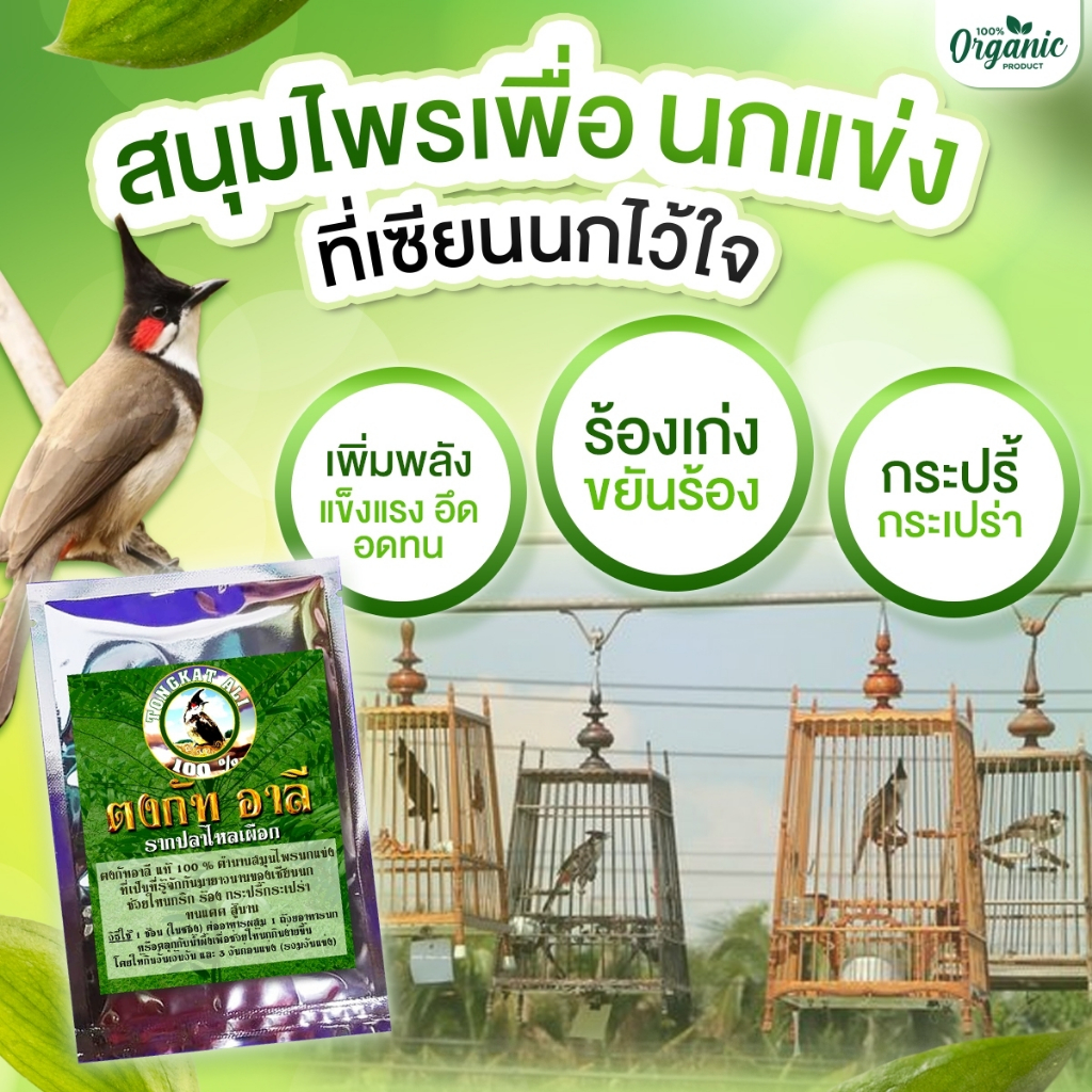 ตงกัท อาลี ผงรากปลาไหลเผือก สำหรับนกแข่ง นกกรงหัวจุก แข็งแรง อึด อดทน ร้องเก่ง ขยันร้อง 30 กรัม