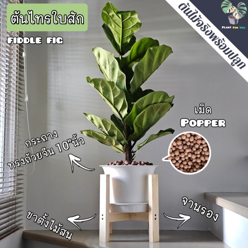 💤ต้นไทรใบสัก(fiddle fig)(ต้นใหญ่)(ต้นไม้ฟอกอากาศ)ต้นสูง70-90+cm. พร้อมกระถางครบชุดพร้อมปลูก PLANT FOR YOU