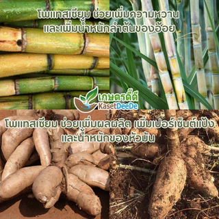 ปุ๋ย SOP 0-0-50 +S17 300G/1KG ⭐โพแทสเซียม(K) +⭐ซัลเฟอร์(S) = สูตรลับผลผลิตปัง!