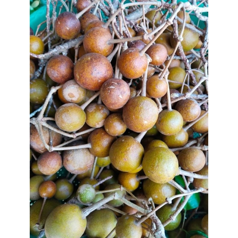 กุ่มบก ขายเมล็ดพันธุ์ 1 ชุด 50 บาทบรรจุ 100 เมล็ด
