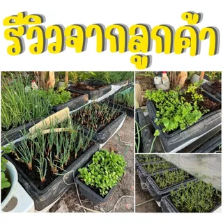 ตะแกรงปลูกผัก ถาดไดโซะ ถาดปลูกผักไฮโดรโปนิกส์ (**ใส่กล่องโฟมได้พอดี**)